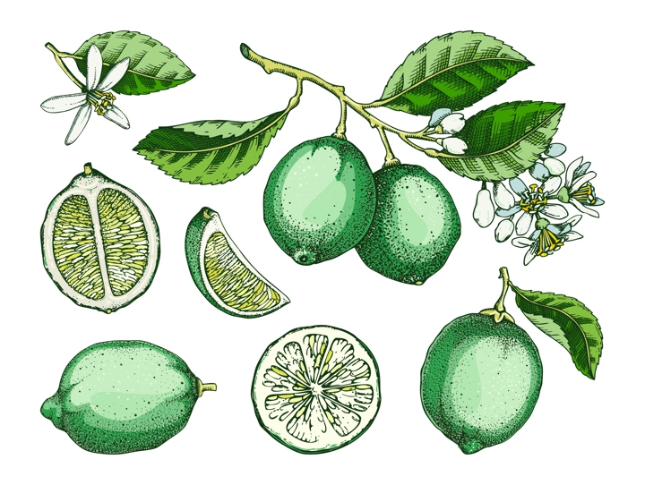 Lime fruit sketches set in color. Citrus tree branch, fruit, leaves and flowers. Hand-drawn vector illustration. Exotic plant drawing in watercolor style. Botanical design element. NOT AI-generated